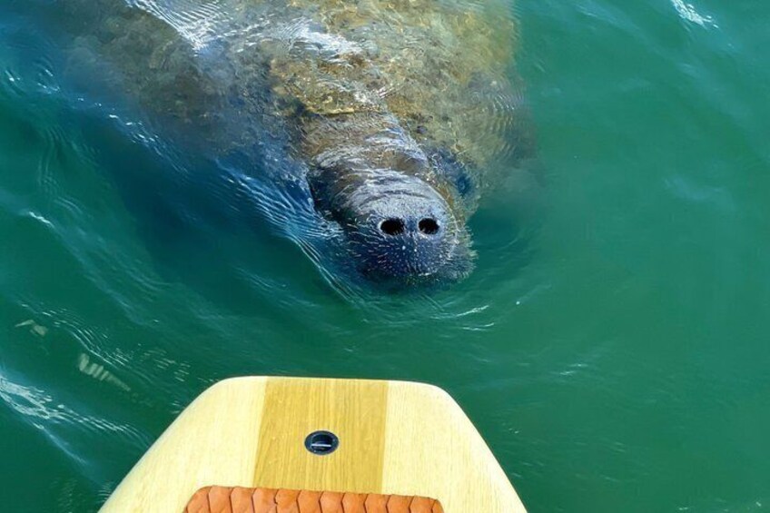 A watercraft with a wooden deck and a metal cleat, approaching a large fish in clear water. 5