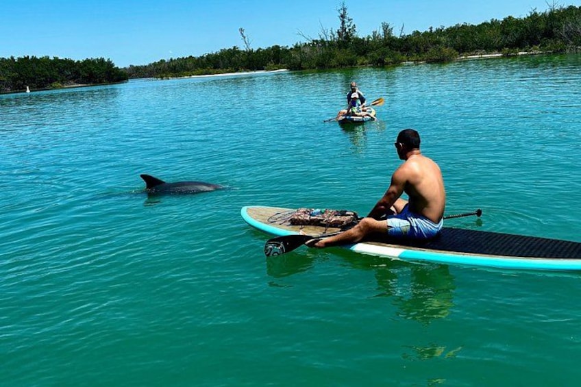 A man sitting on a paddleboard in turquoise water, a kayak in the background, and a dolphin swimming nearby. 5