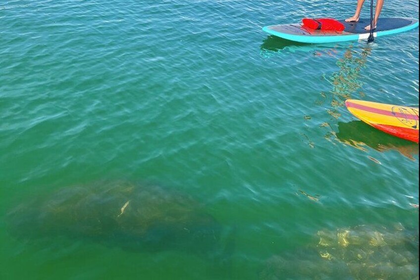 A person standing on a paddleboard in clear water. 2
