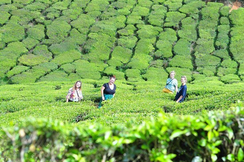 A group of people in a tea plantation with rows of tea bushes. 4