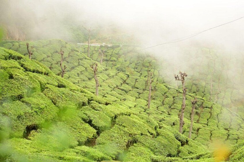 A lush green tea plantation with rows of tea bushes and a few trees. 3