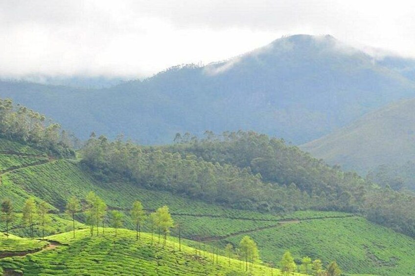A hilly landscape with tea plantations and a mountain in the background. 5