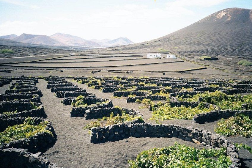 Terraced fields with a mountainous backdrop. 4