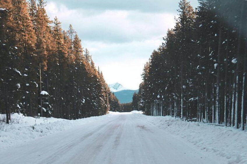 A snow-covered road flanked by trees with a mountain in the distance. 3