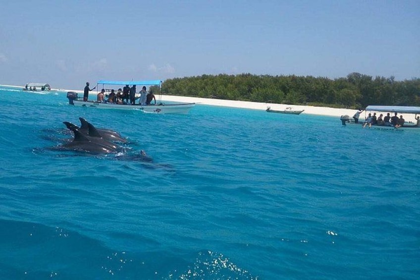 Dolphins swimming in the ocean, a boat with people, and a beach in the background. 2