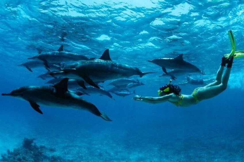 A person scuba diving with dolphins in clear blue water. 1