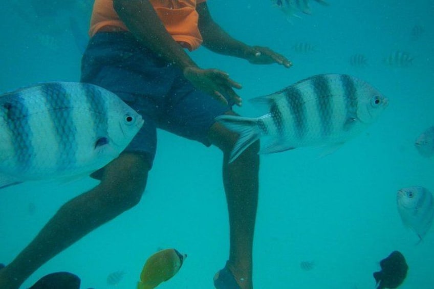 A person underwater with two large striped fish. 4