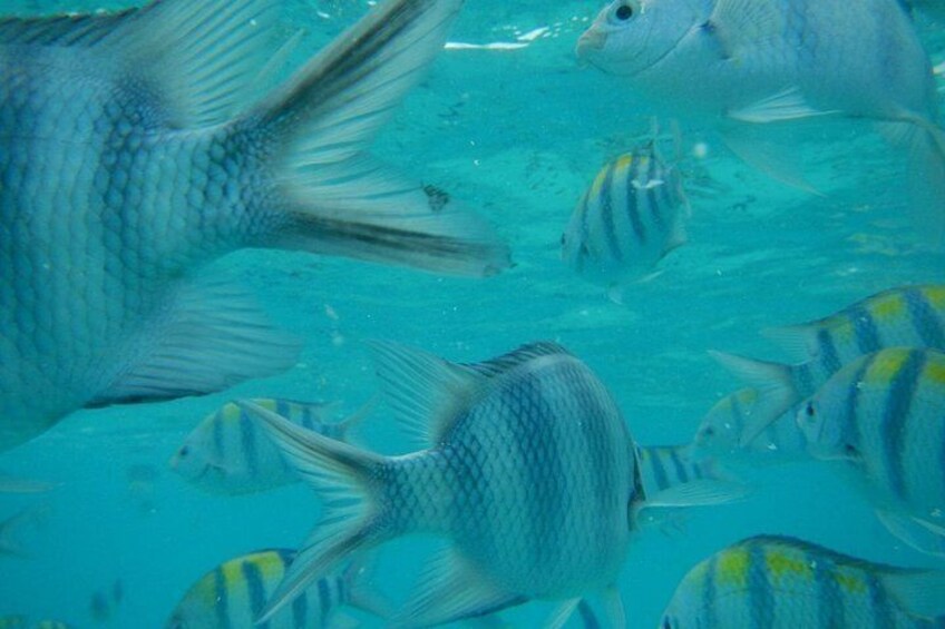 A school of fish swimming in clear blue water. 3