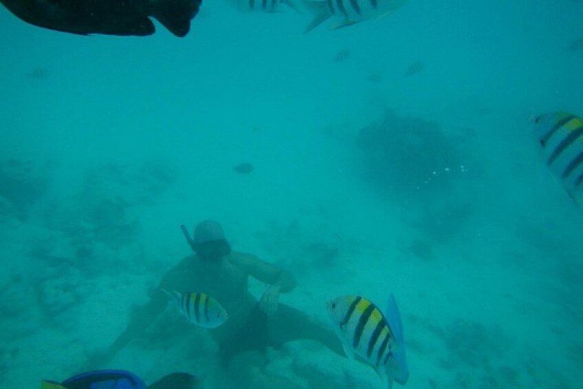 Mnemba Island snorkeling and Swimming with Dolphin 5