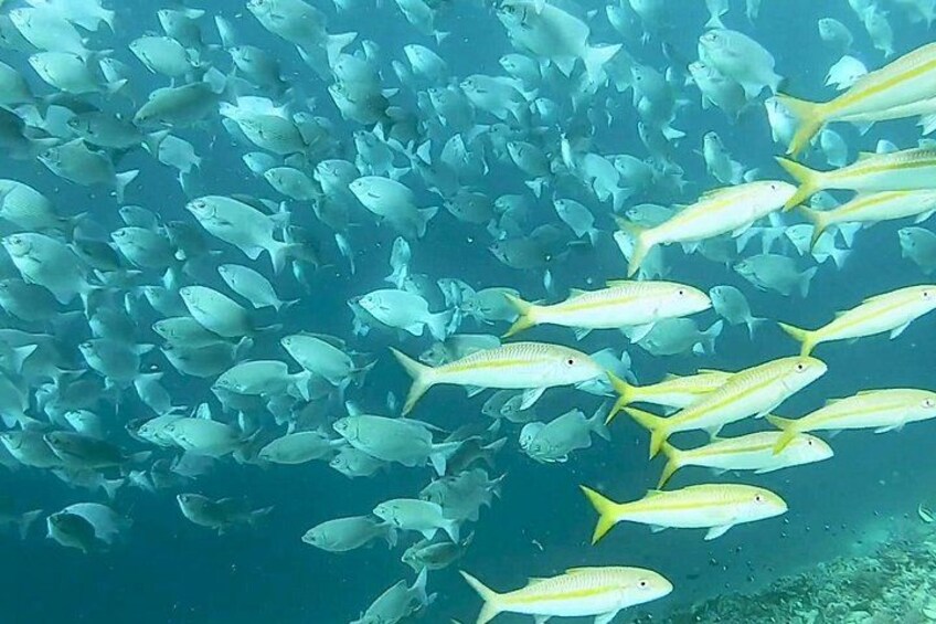 Mnemba Island snorkeling and Swimming with Dolphin 2
