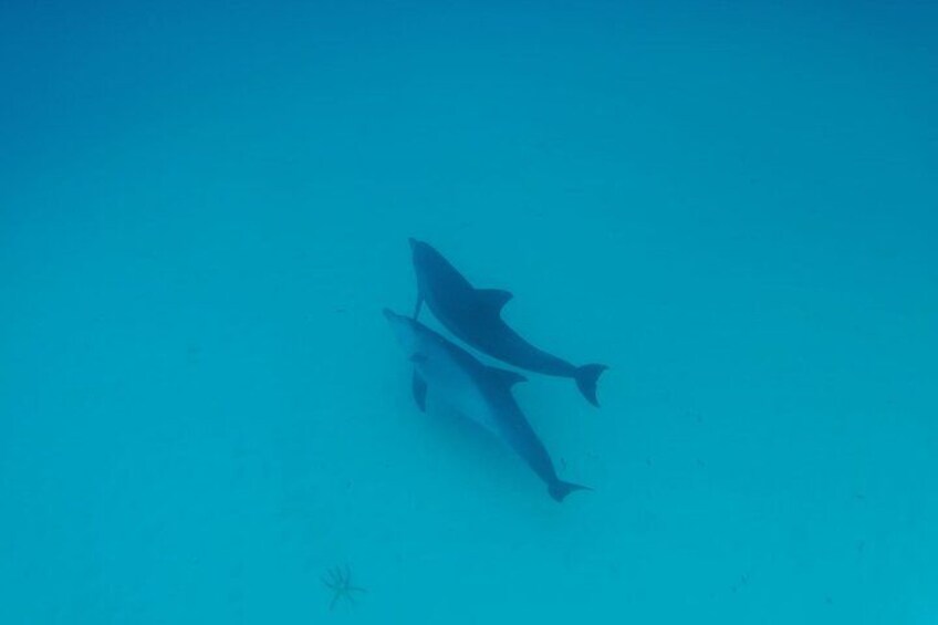 Mnemba Island snorkeling and Swimming with Dolphin 4