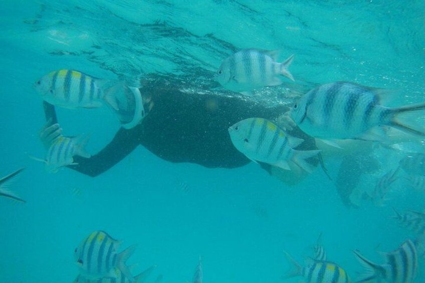 A person swimming with striped fish in clear blue water. 5