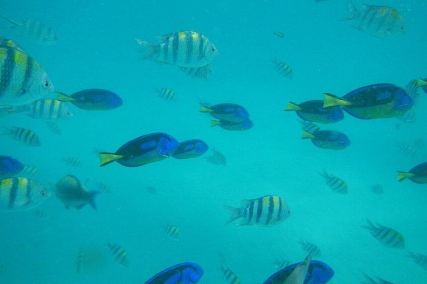 Mnemba Island snorkeling and Swimming with Dolphin 2