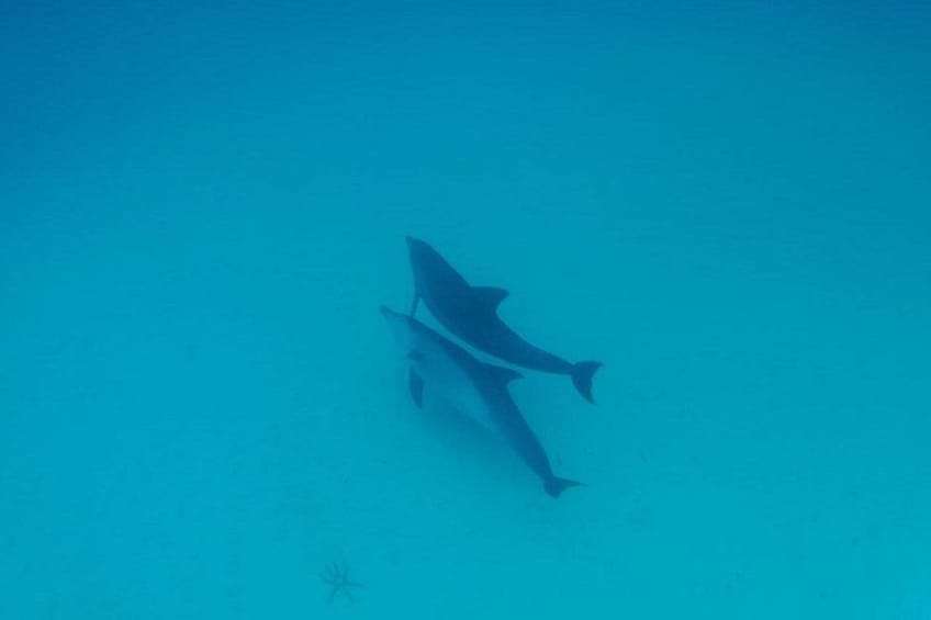 A shark swimming in clear blue water. 3