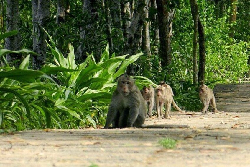 Monos en un sendero de tierra rodeados de follaje verde. 2