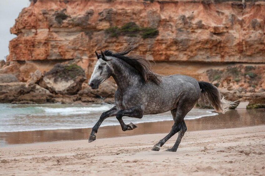 En hest løber på en sandstrand med klipper i baggrunden. 1