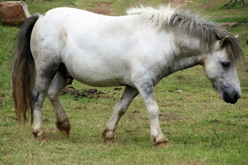 En hvid hest med mørk man og hale der går på græs. 4
