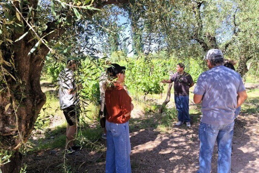 Excursión de 3 bodegas y 1 olivícola con degustación 3