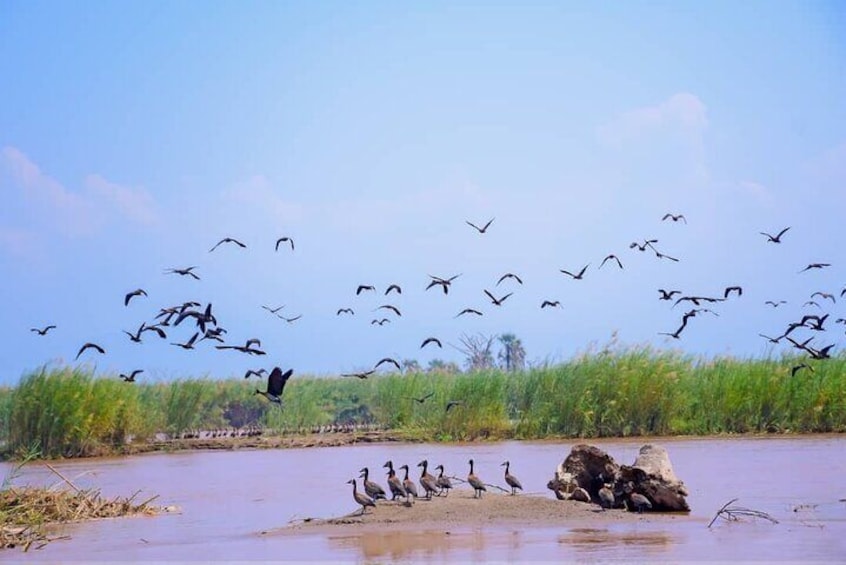 Een zwerm vogels vliegt boven een rivier, met rietkragen en rotsen op de voorgrond. 1