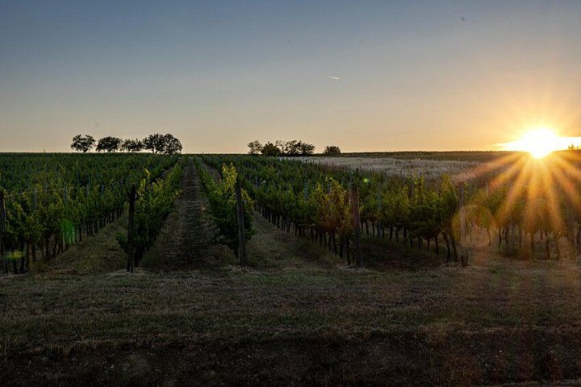Drinking and Dining: Visit the Vineyard and Cellar with Private Tasting 4