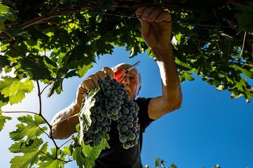 Drinking and Dining: Visit the Vineyard and Cellar with Private Tasting 3