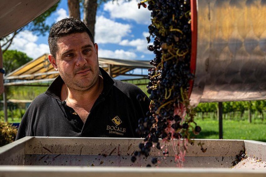 Drinking and Dining: Visit the Vineyard and Cellar with Private Tasting 2