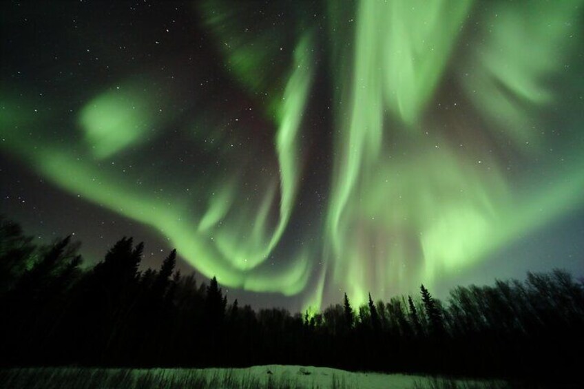 The Northern Lights over a forested landscape at night. 4