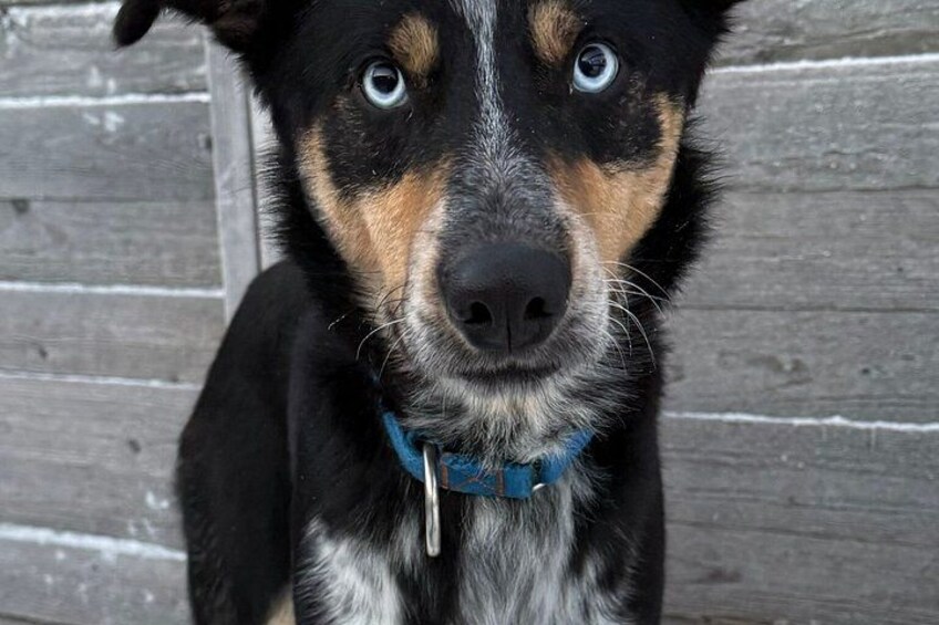 En hund med et blåt halsbånd foran en trævæg. 2