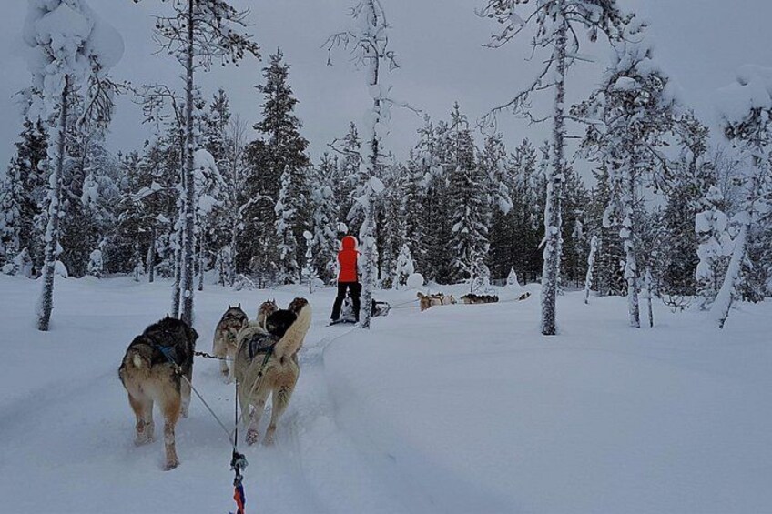 Sneetækt skov med en person i en rød jakke og tre hunde, der trækker en slæde. 5