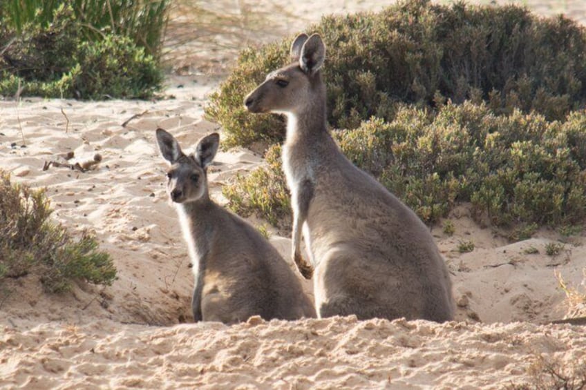 Morning Cruise on the Murchison River in Kalbarri (April to Nov) 4