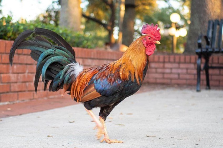 Ybor Chickens 5