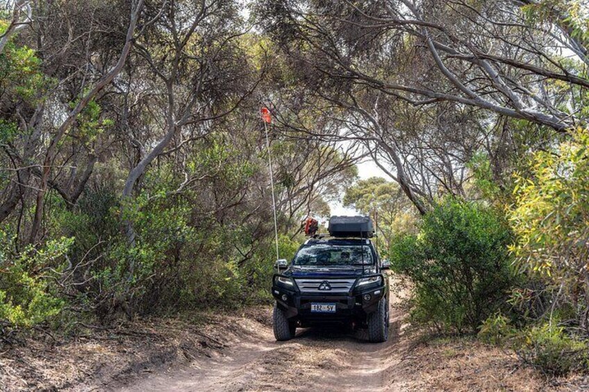 A vehicle on a dirt path surrounded by dense vegetation. 2
