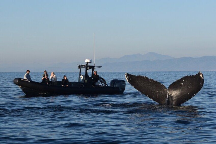 A boat with people on it and a whale's tail above the water. 1