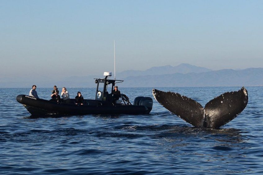 Un bote con personas y la cola de una ballena emergiendo del agua. 1