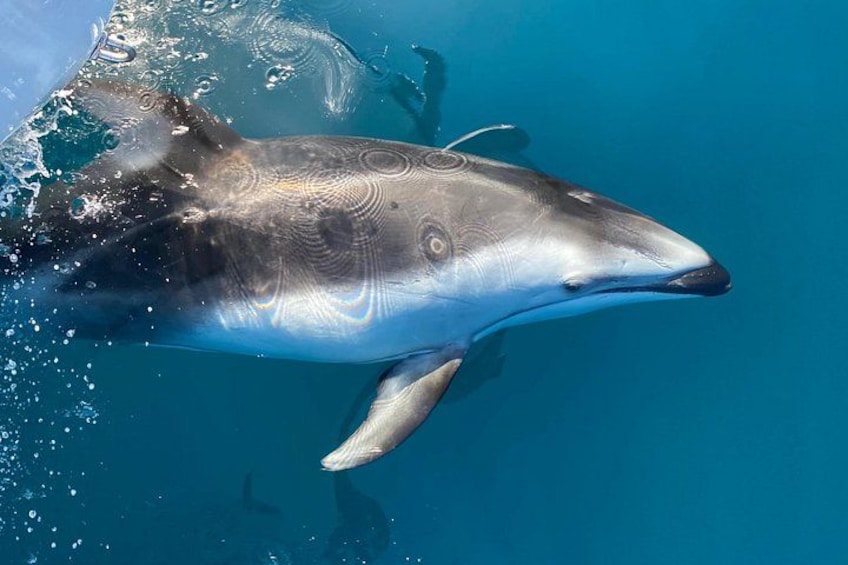 Small Group Dolphin & Whale Watching 3