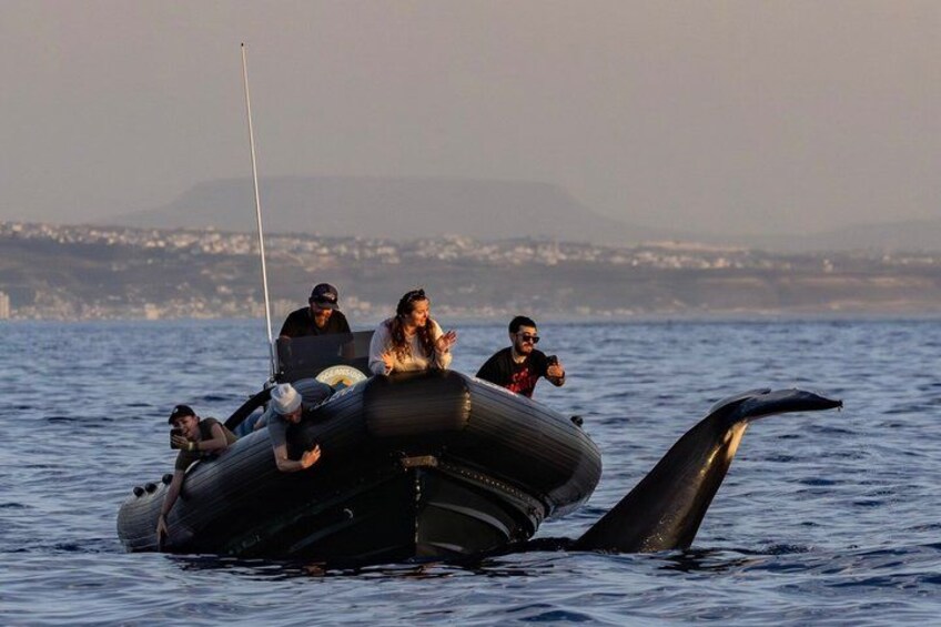 Small Group Dolphin & Whale Watching 3