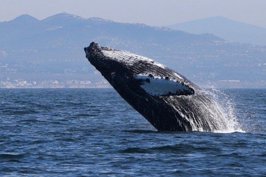 Small Group Dolphin & Whale Watching 4