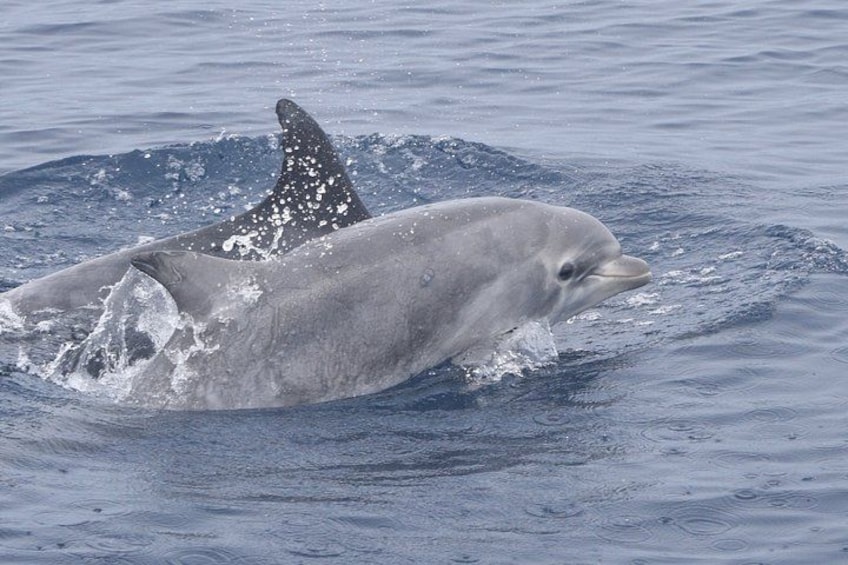 Small Group Dolphin & Whale Watching 2