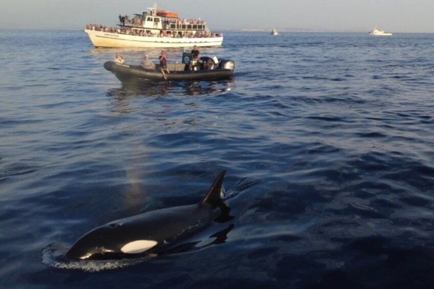 Small Group Dolphin & Whale Watching 2