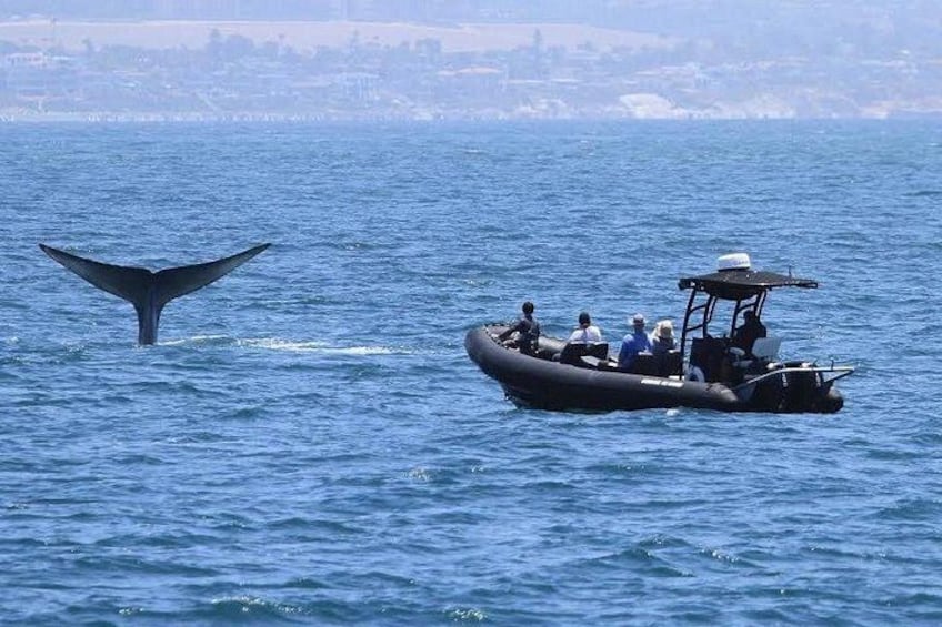 Small Group Dolphin & Whale Watching 5