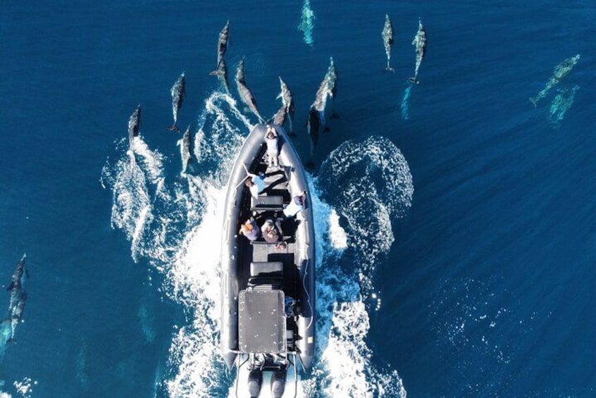 A boat with people on it surrounded by dolphins in the ocean. 2