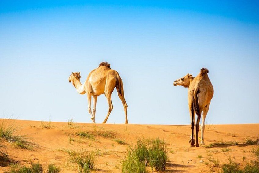 Two camels walking on a sandy desert landscape. 4