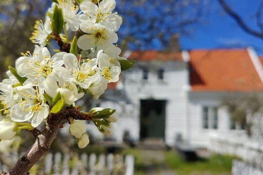 En vit byggnad med ett rött tak, ett träd med vita blommor och en klarblå himmel. 2