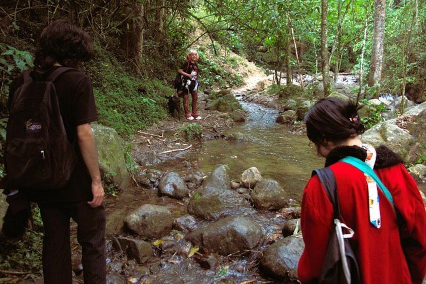 Un gruppo di escursionisti su un sentiero boschivo con un ruscello e rocce. 1