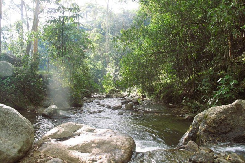 Un corso d'acqua serpeggia attraverso una zona boschiva, tra rocce e vegetazione fitta. 3