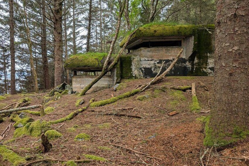 A moss-covered structure in a forest with fallen logs and trees. 2