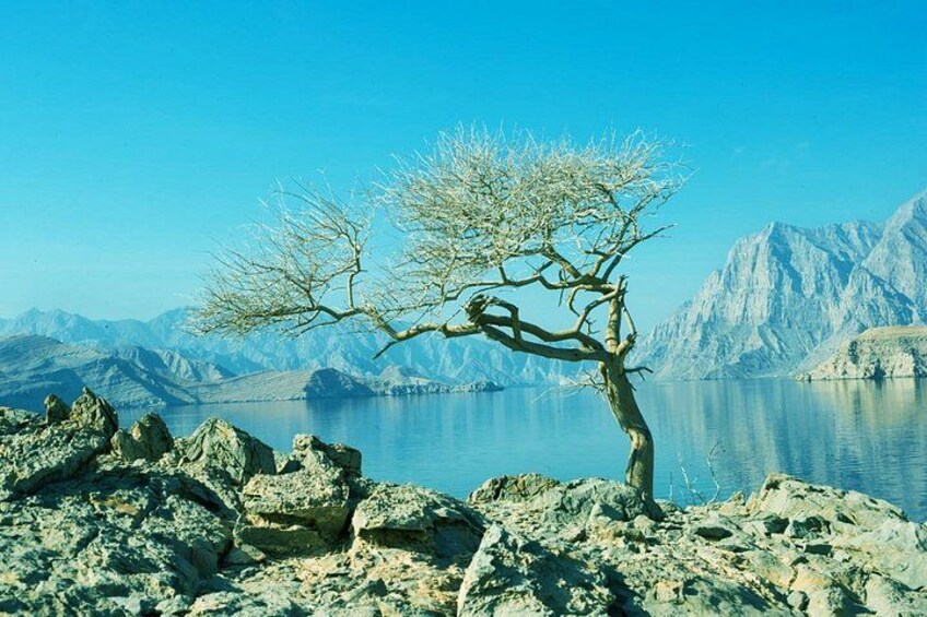 A lone tree on rocky terrain with a lake and mountains in the background. 4