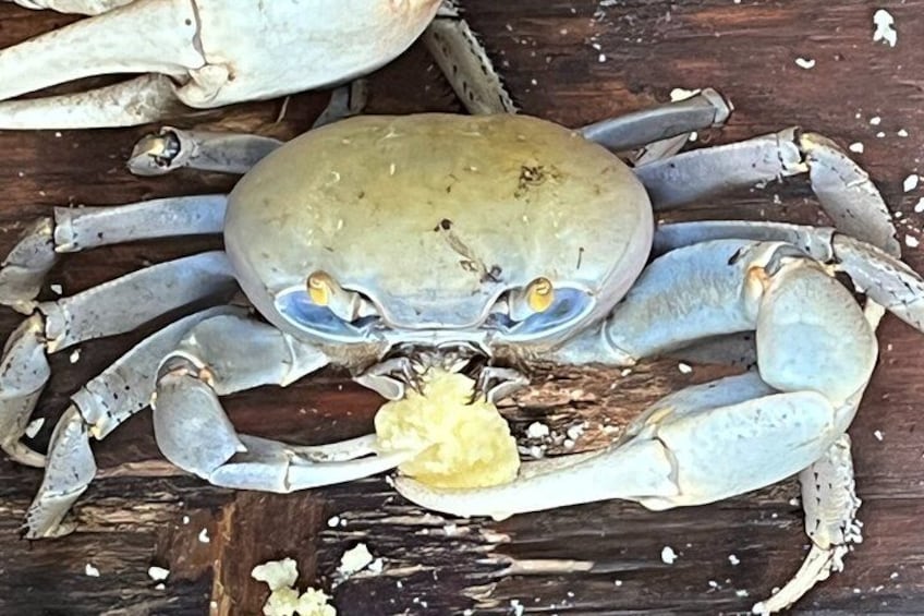 Un granchio con il carapace giallastro e occhi azzurri su una superficie di legno. 3
