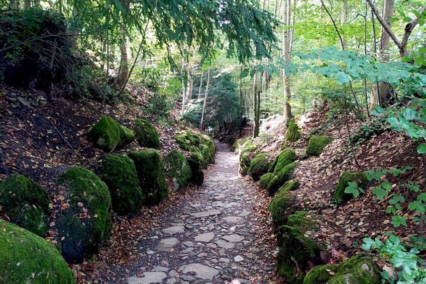 A forest path with moss-covered rocks and a stone pavement. 2
