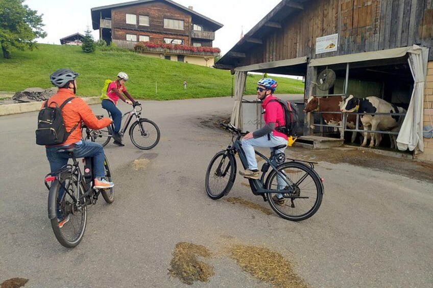 Learning about Swiss cows 4